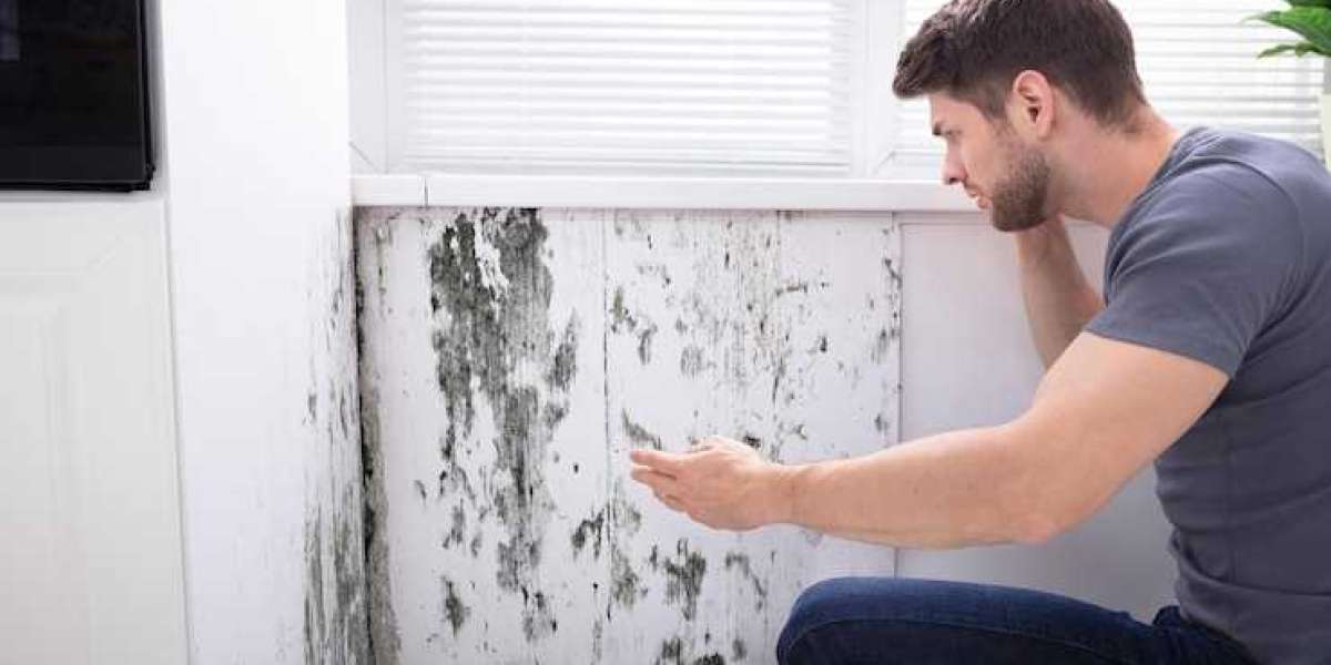 Mold Removal Explained: What Happens and How It Helps