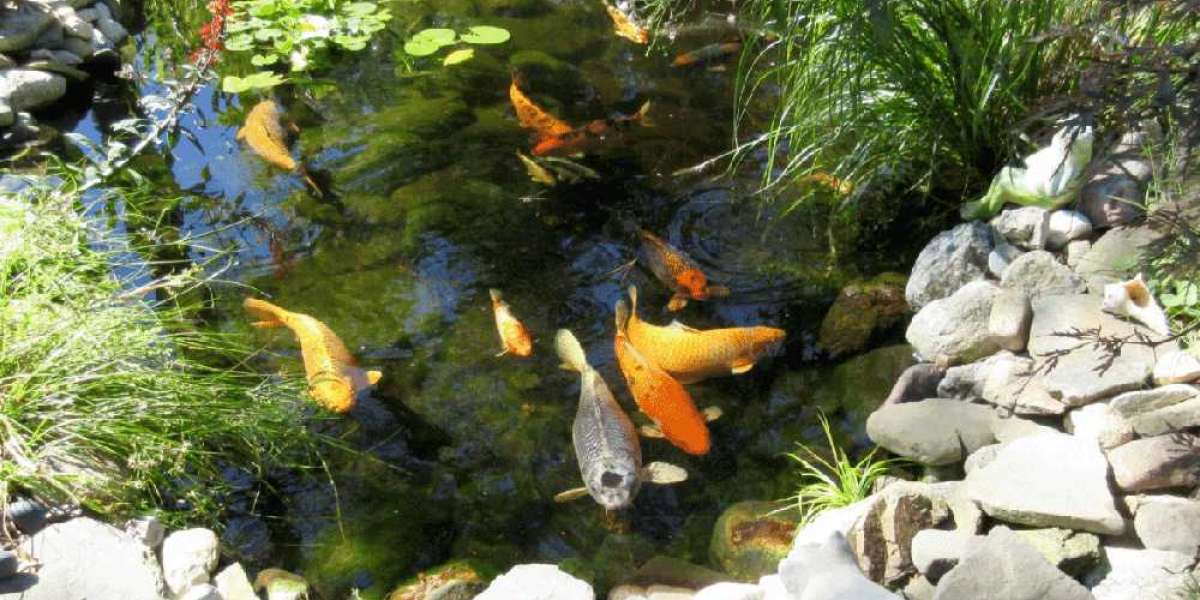 How To Build Efficient Koi Filter Pond Systems