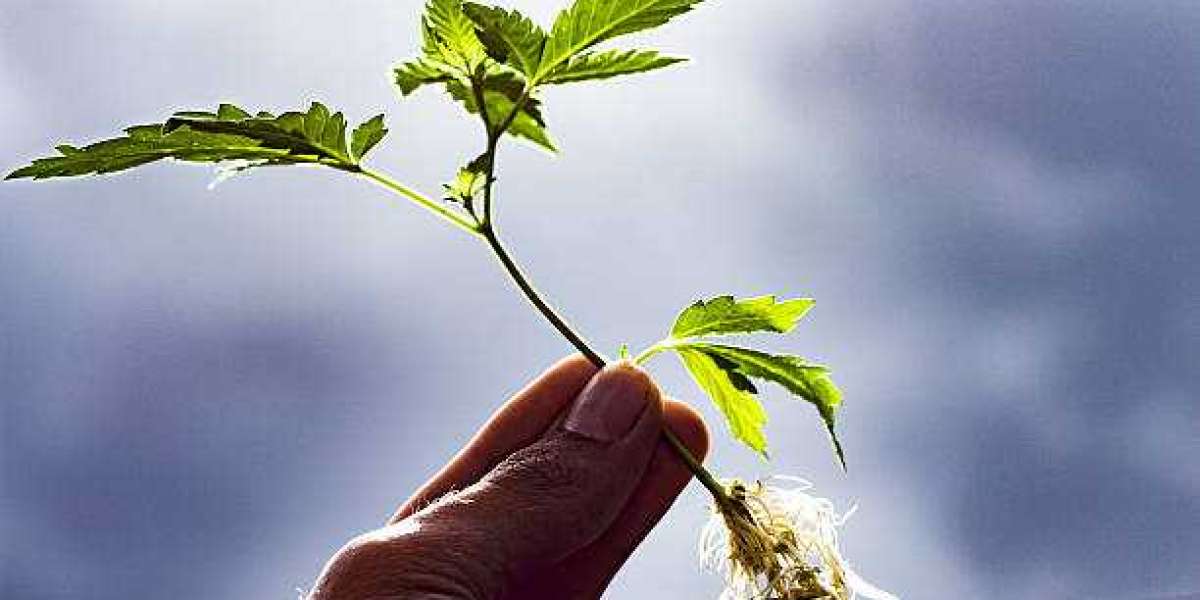 What Are The Benefits Of Sourcing Top Cannabis Strains Online?