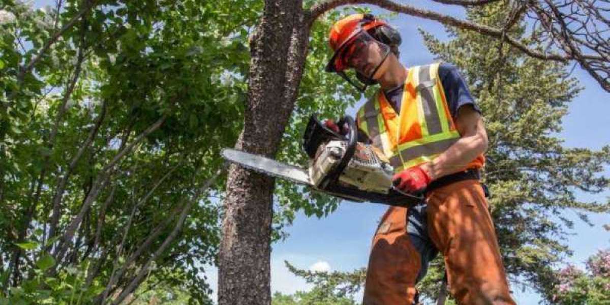 Top Notch Tree Service: Your Complete Guide to Premium Tree Care
