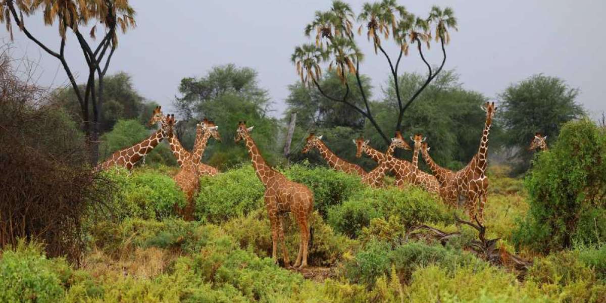 Kenya Holiday Made Easy: Affordable Packages from Top Travel Agencies