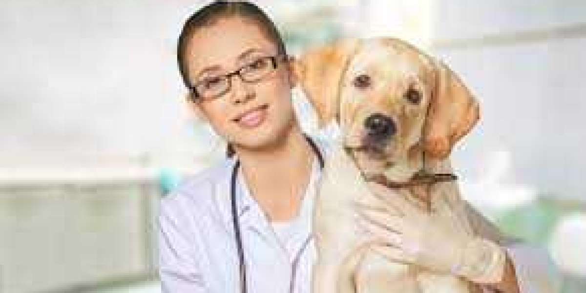 Veterinary Pain Management Market Report: Trends, Growth Opportunities, and Key Players