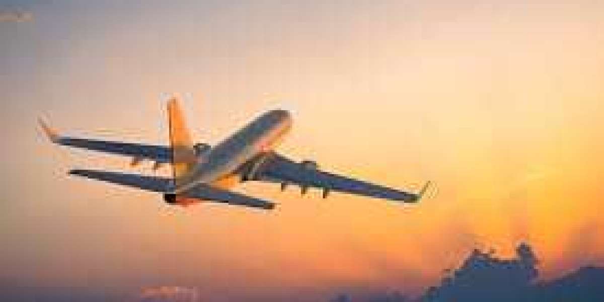 How the American Airlines Phone Number Missouri Assists with Pet Travel Regulations