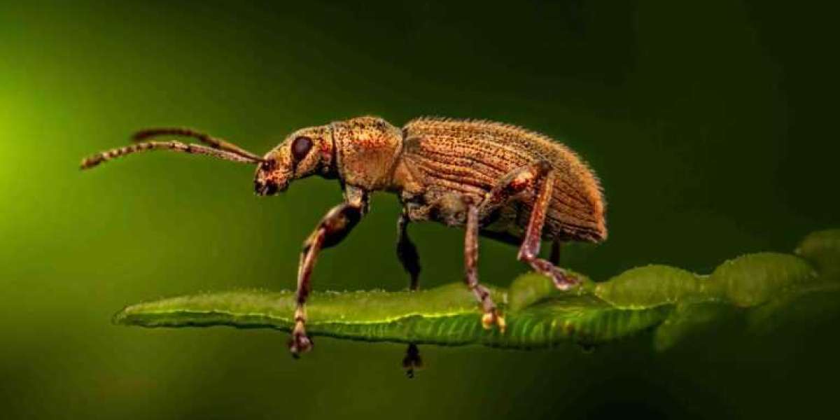 How a Pest Control SEO Company Can Transform Your Business Growth