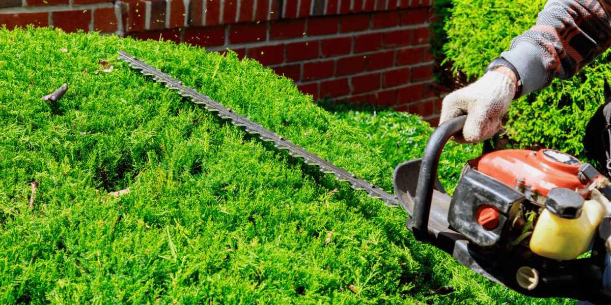 Affordable Tree Removal in Ottawa: Save Money Today!