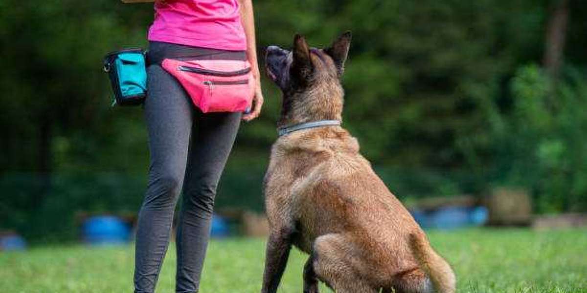 Dog Training – Why Early Training Matters