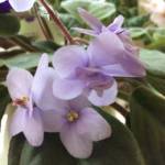 gardenerstreasures