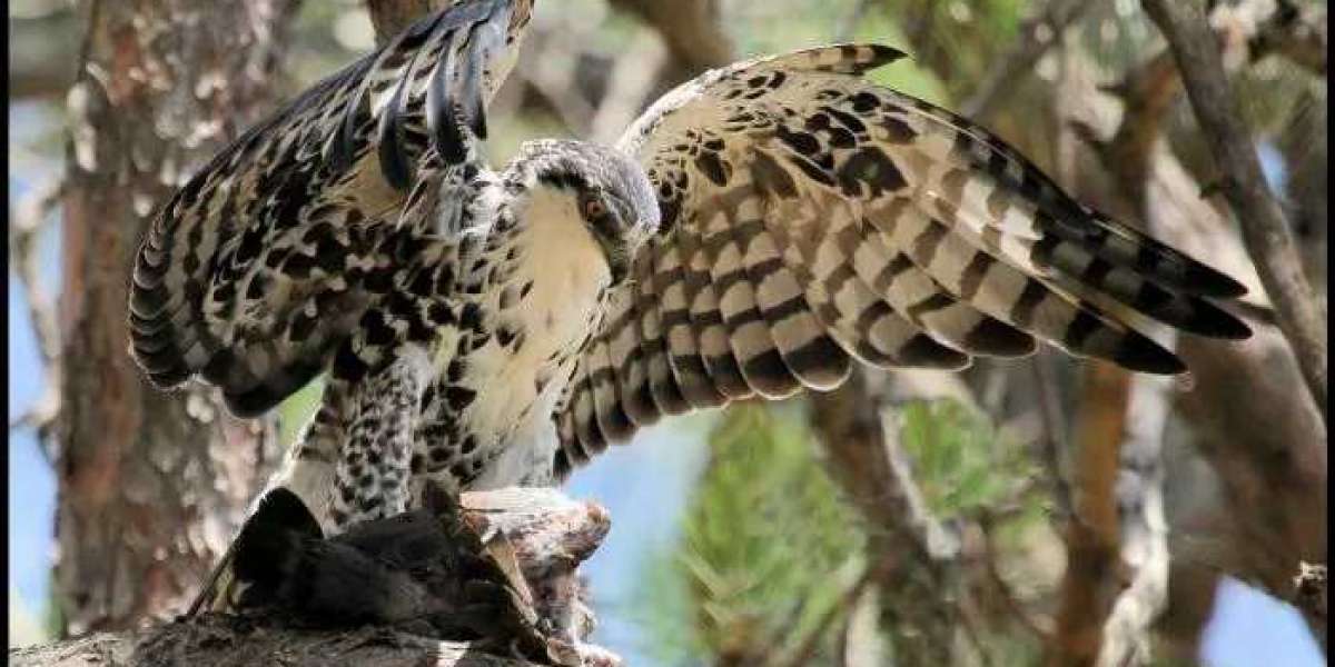 41 Ayres’s Hawk-Eagle Quotes, Sayings, and Proverbs