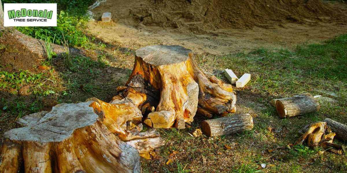 The Best Season to Schedule Tree Trimming Services