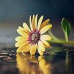 noorfatima