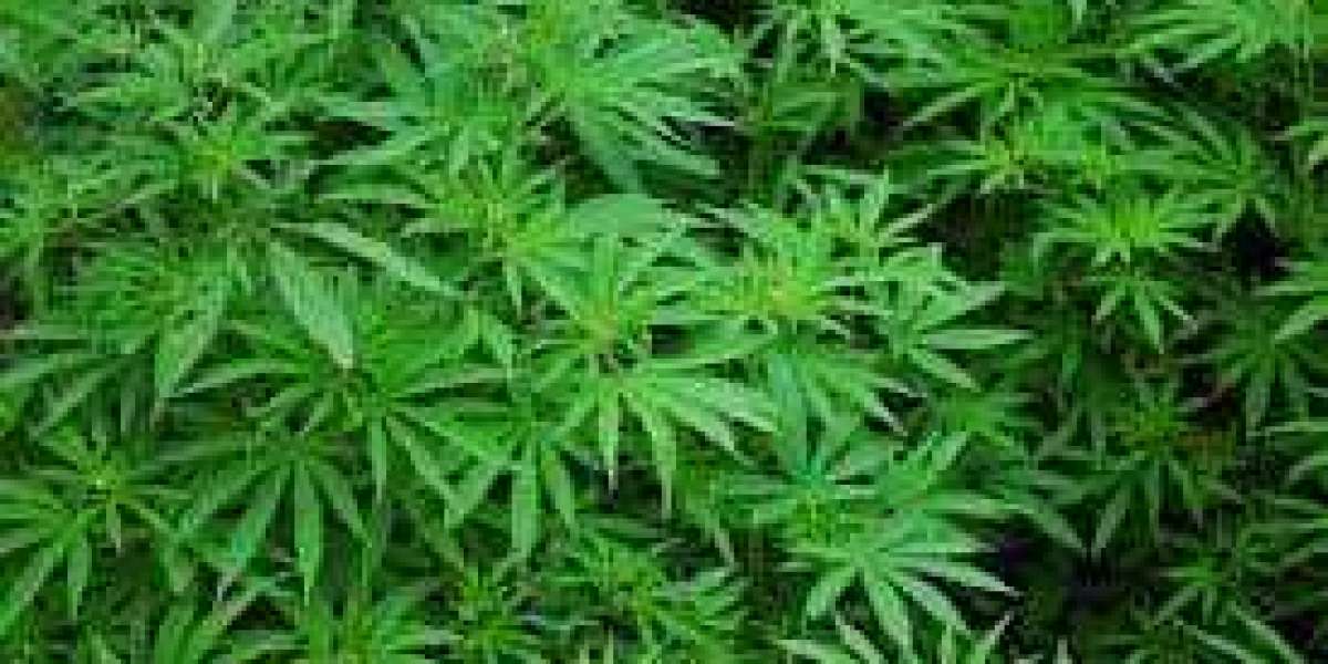 Emerging Opportunities and Future Outlook of the Global Cannabis Market Forecast 2022 – 2032