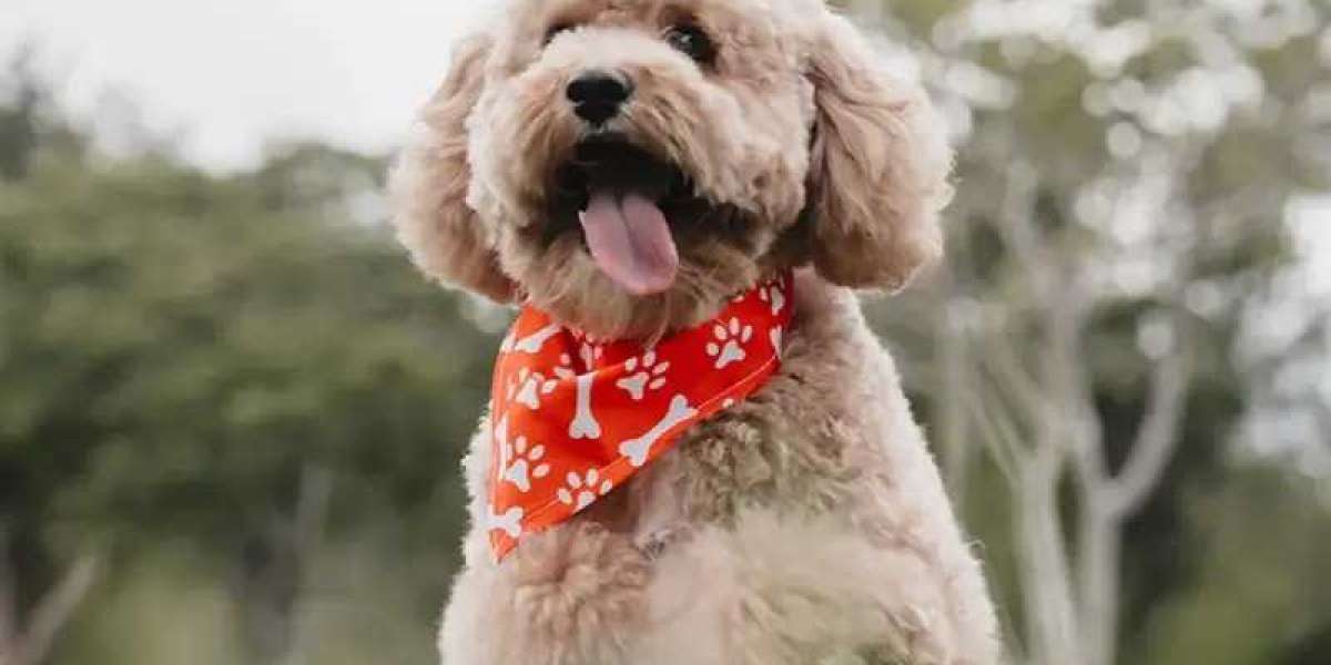 Unleash the Best Dog Grooming Tampa Has to Offer Today