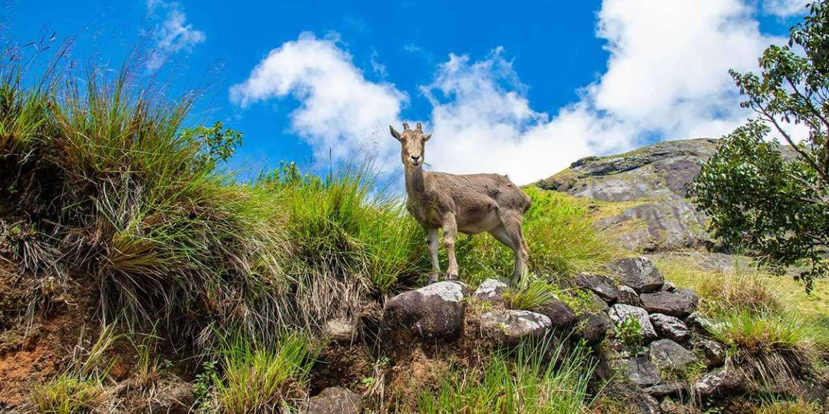 Explore Nature’s Beauty with Affordable Munnar Tour Packages