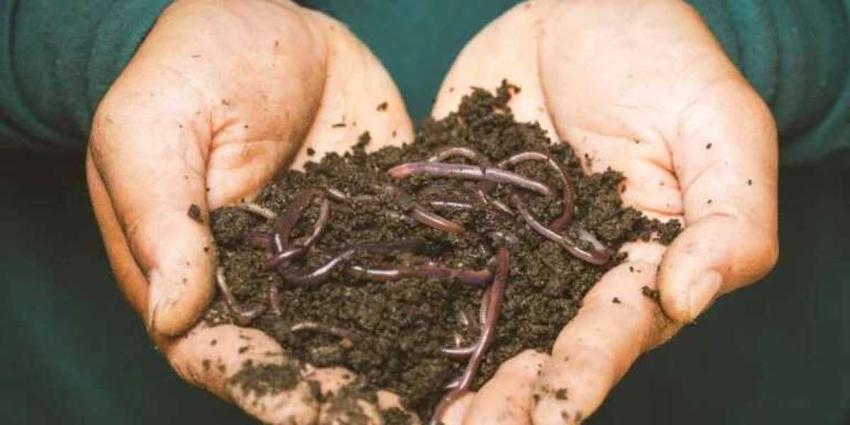 Unlock the Benefits of Earthworm Protein Peptide with Huayuanshengke