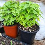 potager