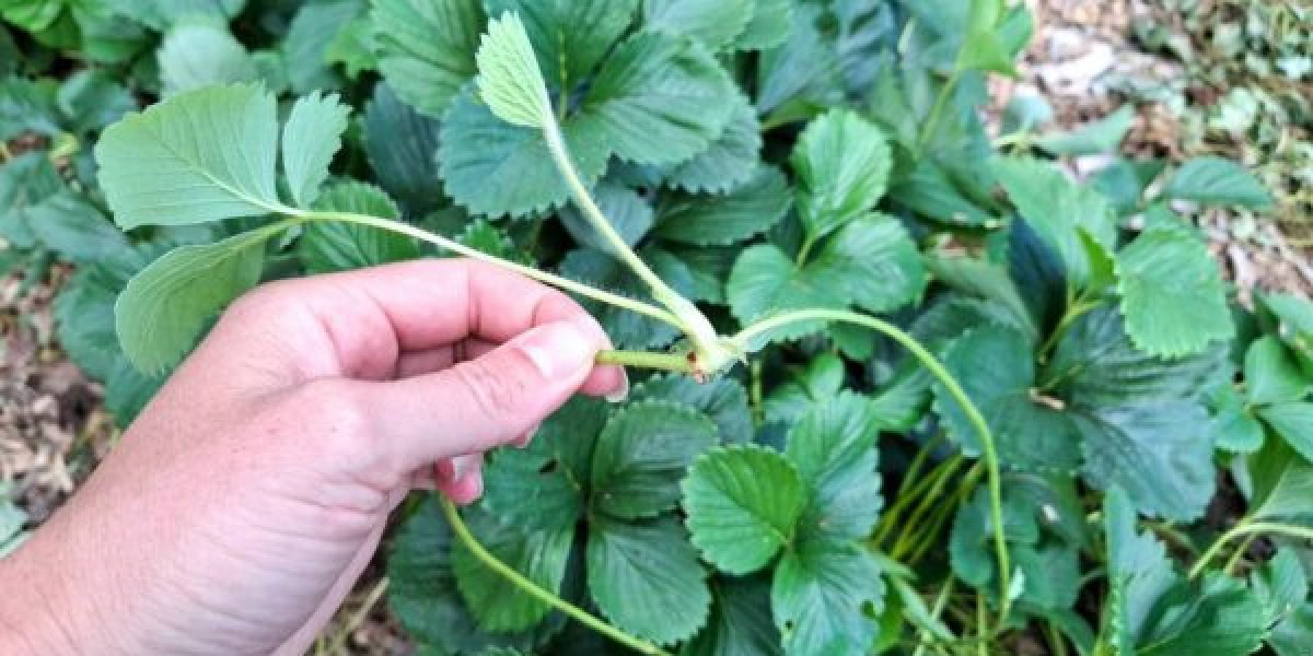 Bokashi Bin Review: An Easy Way to Compost Indoors Without the Mess
