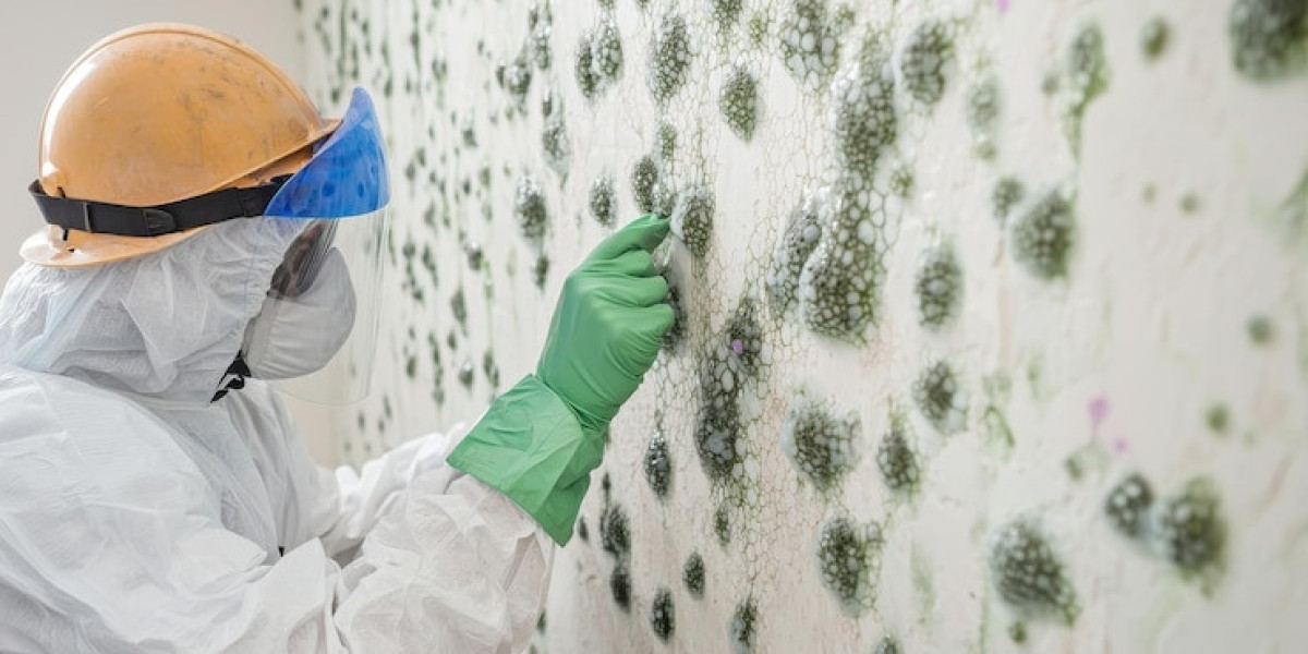 Six Different Ways That Mold Inspections In Conroe, TX Help Keep Your Home Safe