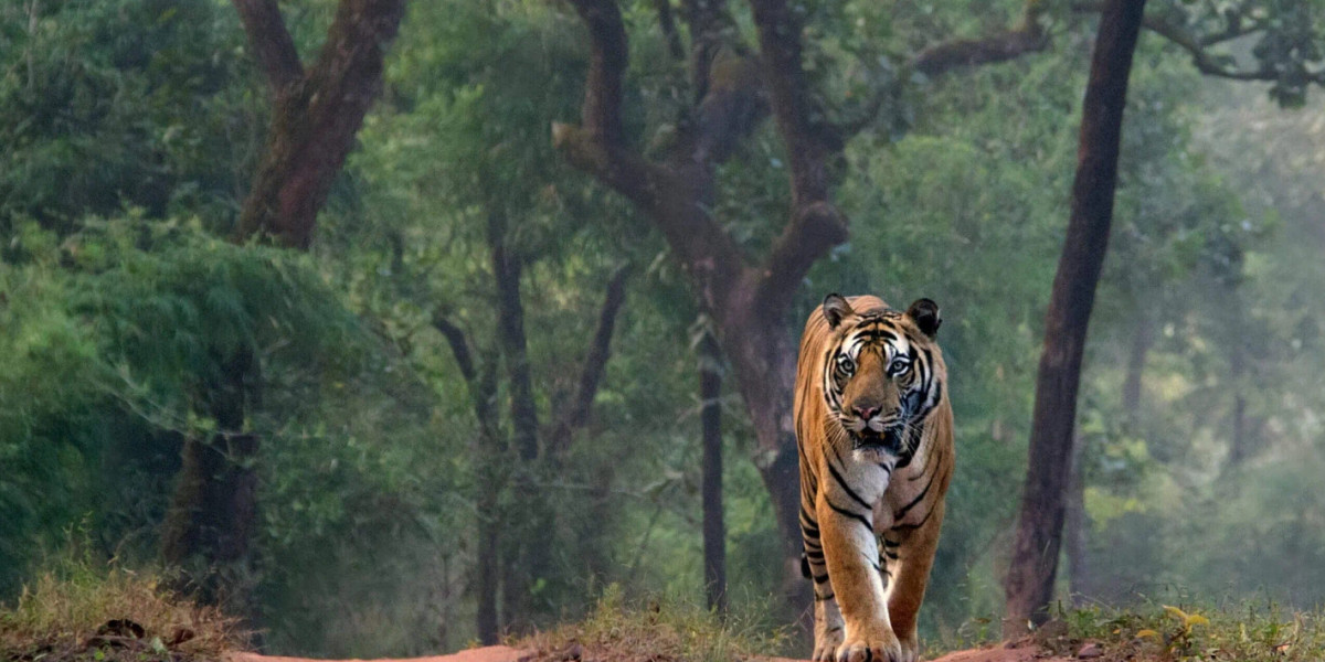 Tiger Safari Ranthambore: Discover the Wild Majesty of Rajasthan