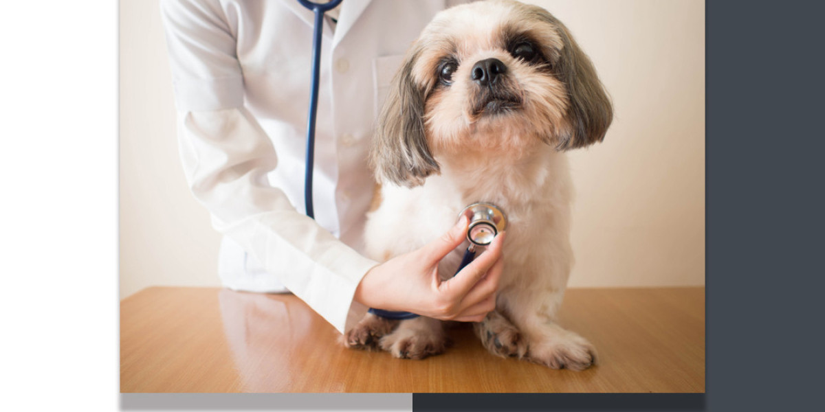Animal Hospital in Kitchener – Healing Hearts Through Consultations, Dentistry & Ultrasound
