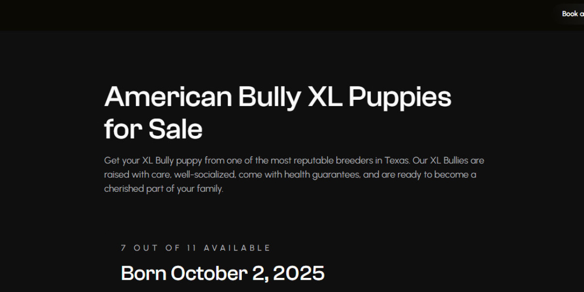 Discover Premium American Bully XL Puppies for Sale | Big Dawg Bullies Texas – Family-Raised, Nationwide Shipping