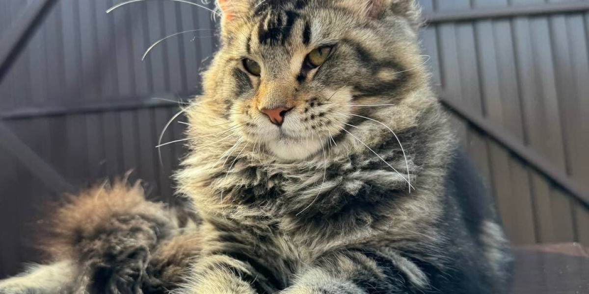 Maine Coon kittens for sale under $1000