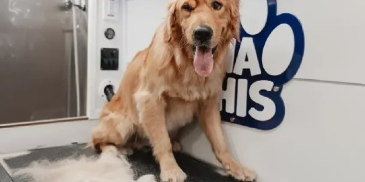 Dog Grooming Services Tampa: Transform Your Pet’s Look Today