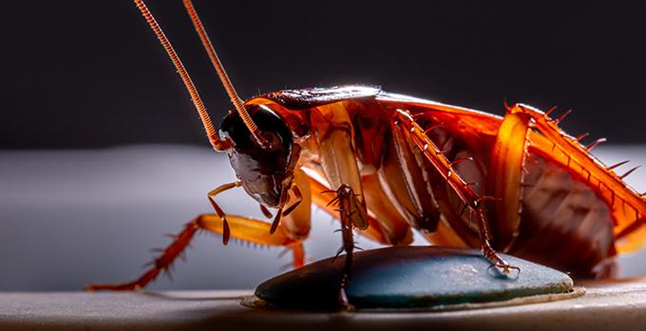 The Dangers of Cockroach Infestations: Health Risks You Should Know